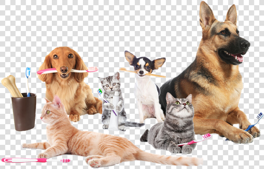 Pet Dental Month Dog  amp  Cat Teeth Cleaning Specials   Dogs And Cats Teeth Cleaning  HD Png DownloadTransparent PNG