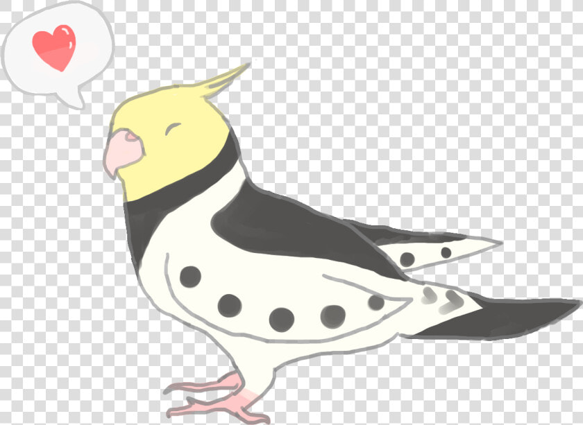 Parrot   Cockatiel  HD Png DownloadTransparent PNG