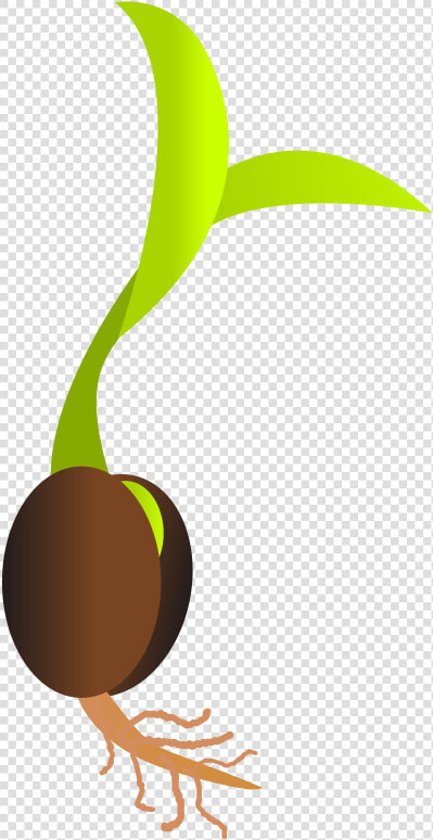 Seedling Clipart Mustard Seed   Seed Png  Transparent PngTransparent PNG