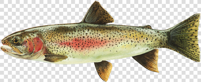 Rainbow Printable 2   Coastal Cutthroat Trout  HD Png DownloadTransparent PNG