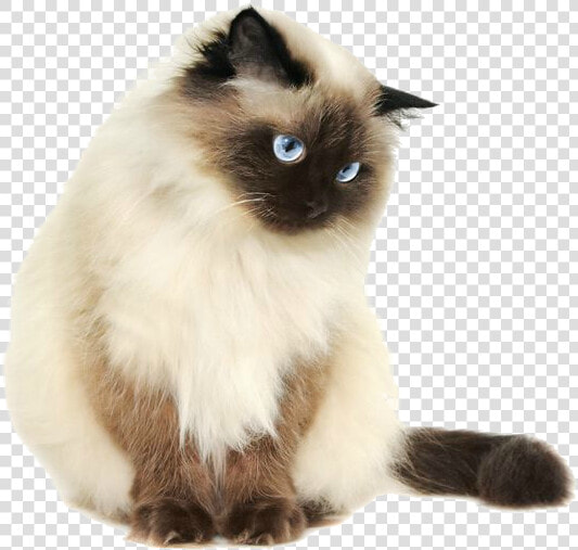 I Fucking Hate This Website Here’s A Transparent Cat   Himalayan Cat Png  Png DownloadTransparent PNG