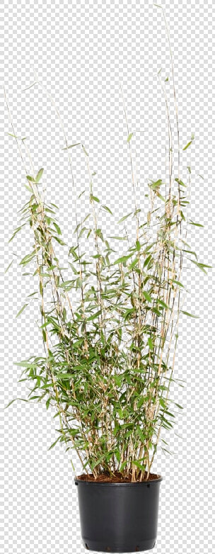 Houseplant  HD Png DownloadTransparent PNG