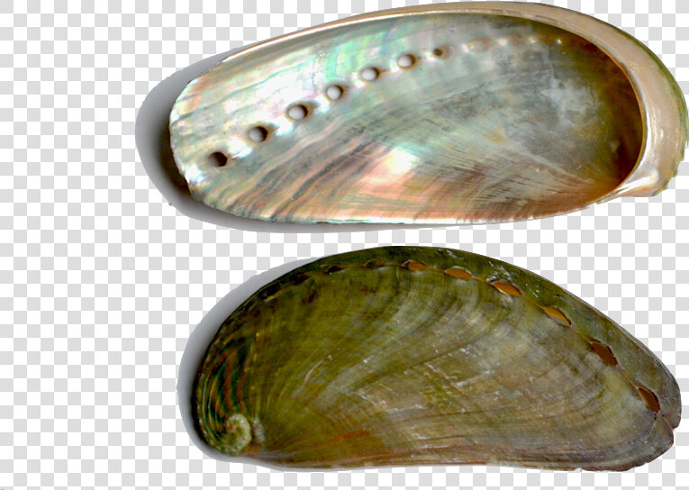 Abalone   Inside Of Clam Shells  HD Png DownloadTransparent PNG