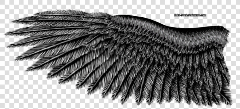 Eagle Wings Png Image   Black Eagle Wings  Transparent PngTransparent PNG