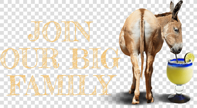 Join Our Big Ass Family   Sorrel  HD Png DownloadTransparent PNG