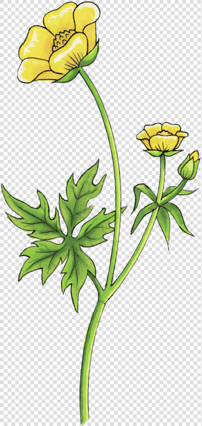 Buttercup Drawing Clip Arts   Buttercup Flower Drawing Png  Transparent PngTransparent PNG