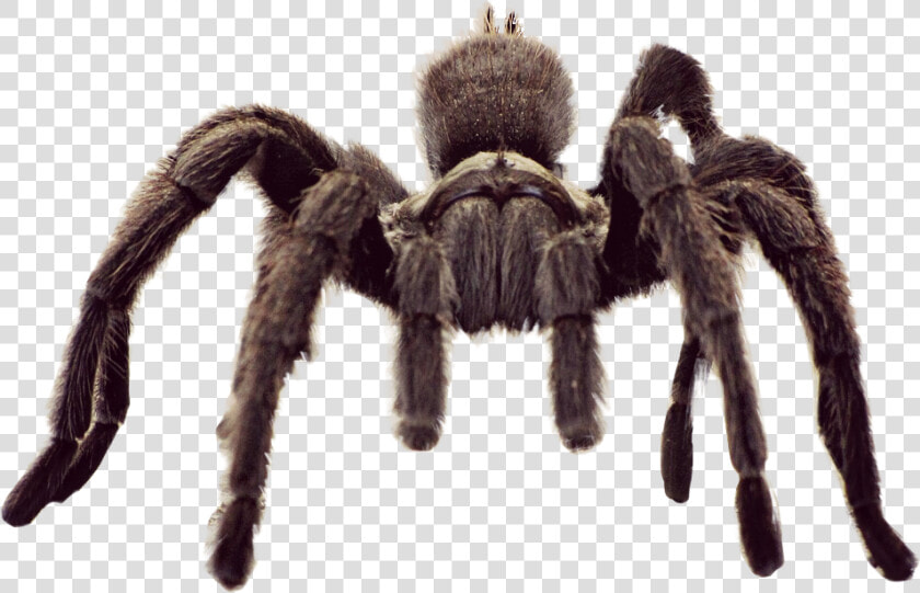  animal  spider  tarantula  freetoedit   Tarantula Spider  HD Png DownloadTransparent PNG