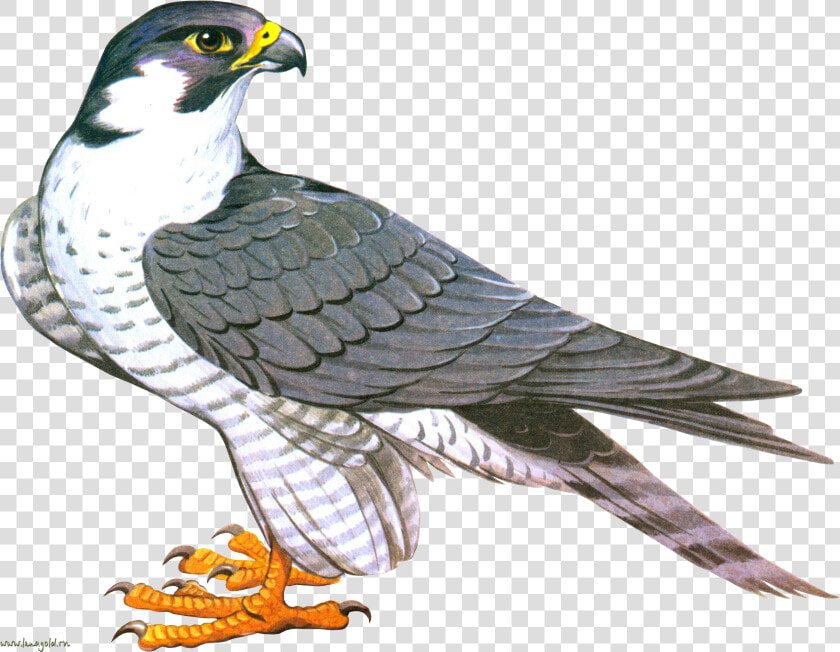 Falcon Png   Clip Art Falcon Png  Transparent PngTransparent PNG