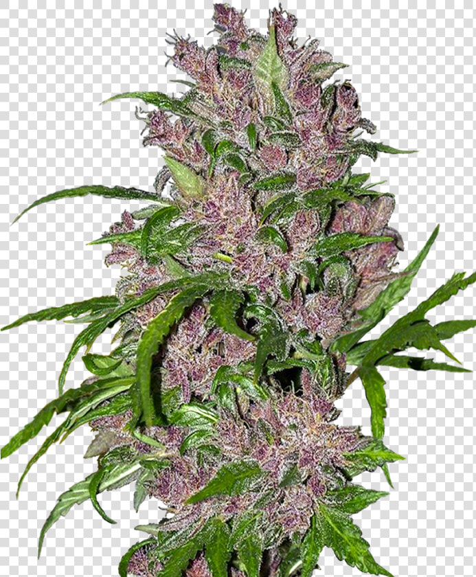 Purple Bud Feminized Seedsman  HD Png DownloadTransparent PNG