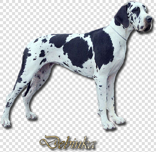 Debinka Na Web   Great Dane  HD Png DownloadTransparent PNG