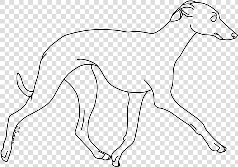 Whippet Italian Greyhound Line Art Dog Breed Drawing   Whippet Line Drawing  HD Png DownloadTransparent PNG