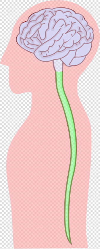 Nervous System Png  Transparent PngTransparent PNG