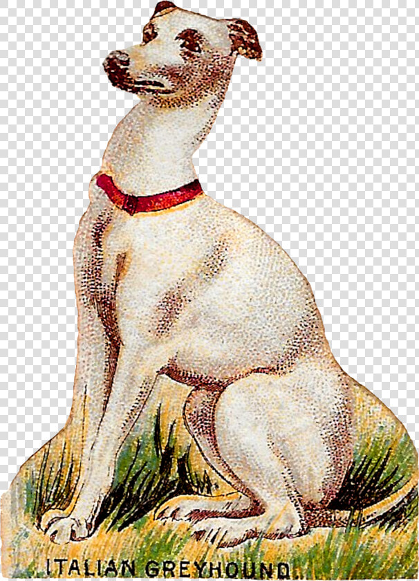 Dog Breed Italian Greyhound Animal Art Antique Image   Hortaya Borzaya  HD Png DownloadTransparent PNG