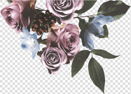 Floribunda  HD Png DownloadTransparent PNG