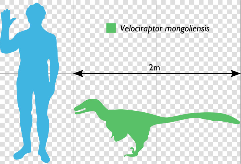 Velociraptor Scale To Human  HD Png DownloadTransparent PNG