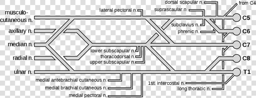 Brachial Plexus Color Coded  HD Png DownloadTransparent PNG