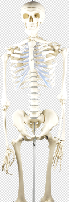 Eisco Basic Human Skeleton Model   Human Skeleton Model  HD Png DownloadTransparent PNG