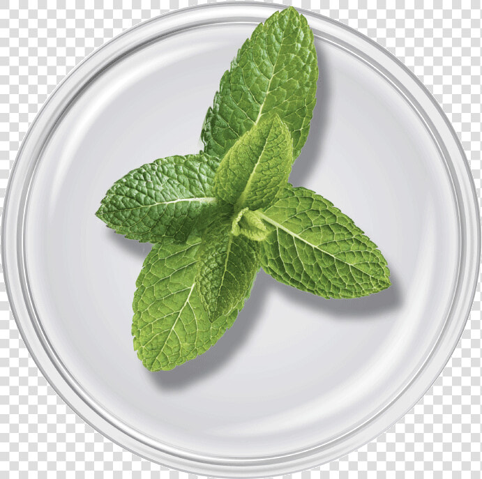 Spearmint Oil   Bowl  HD Png DownloadTransparent PNG