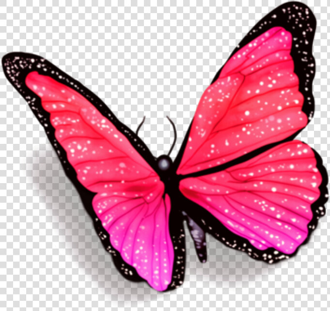  butterfly  butterflies  petsandanimals  fly  overlay   Butterfly With Shadow Png  Transparent PngTransparent PNG