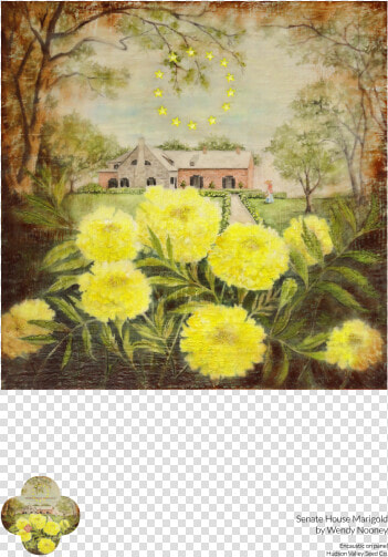 Senate House Marigold Fine Art Poster   Large flowered Evening Primrose  HD Png DownloadTransparent PNG