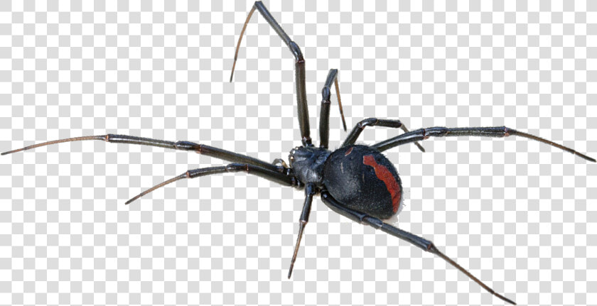 Black Widow Spider Transparent Background   Redback Spider  HD Png DownloadTransparent PNG