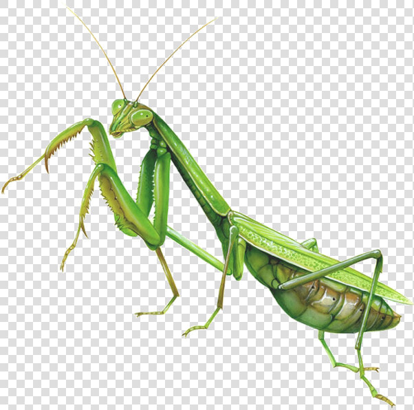 Mantis Clipart Insect Bug   Praying Mantis Transparent Background  HD Png DownloadTransparent PNG