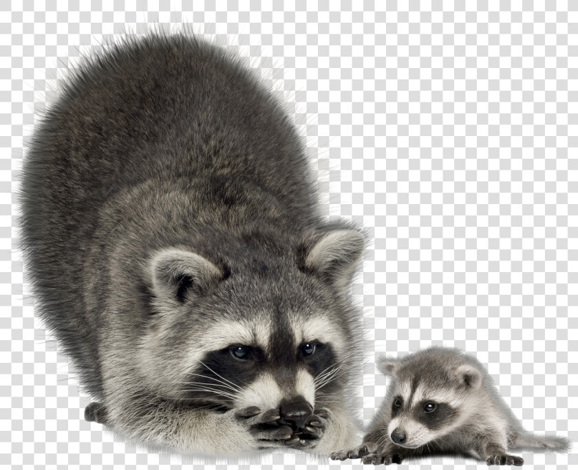 Raccoon Png   Raccoons Transparent Background  Png DownloadTransparent PNG