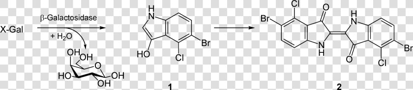 X gal Reaction   X Gal Reaction  HD Png DownloadTransparent PNG