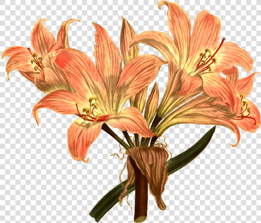 Jersey Lily Drawing Botanical Illustration Botany Free   Botanical Illustration Botanical Computer  HD Png DownloadTransparent PNG