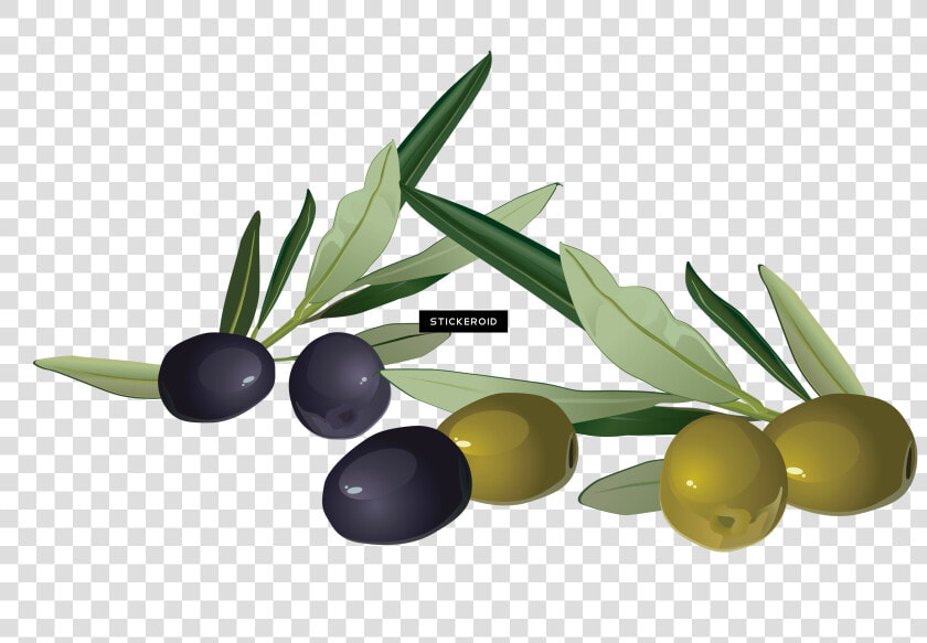 Plant produce olive Family plum Pine berry flower olive   Olive Clipart Png  Transparent PngTransparent PNG