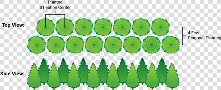 Transparent Arborvitae Png   Spacing Of Green Giant  Png DownloadTransparent PNG