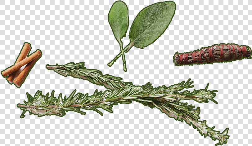 Logs Of Cinnamon   Common Sage  HD Png DownloadTransparent PNG