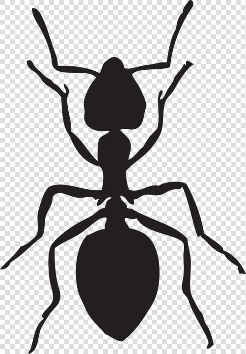 Hormiga  Insectos  Animales   Draw A Black Ant  HD Png DownloadTransparent PNG