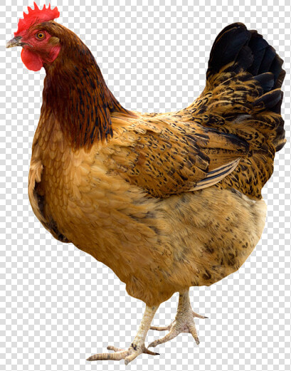 Hen Png Pic   Nattu Kozhi  Transparent PngTransparent PNG