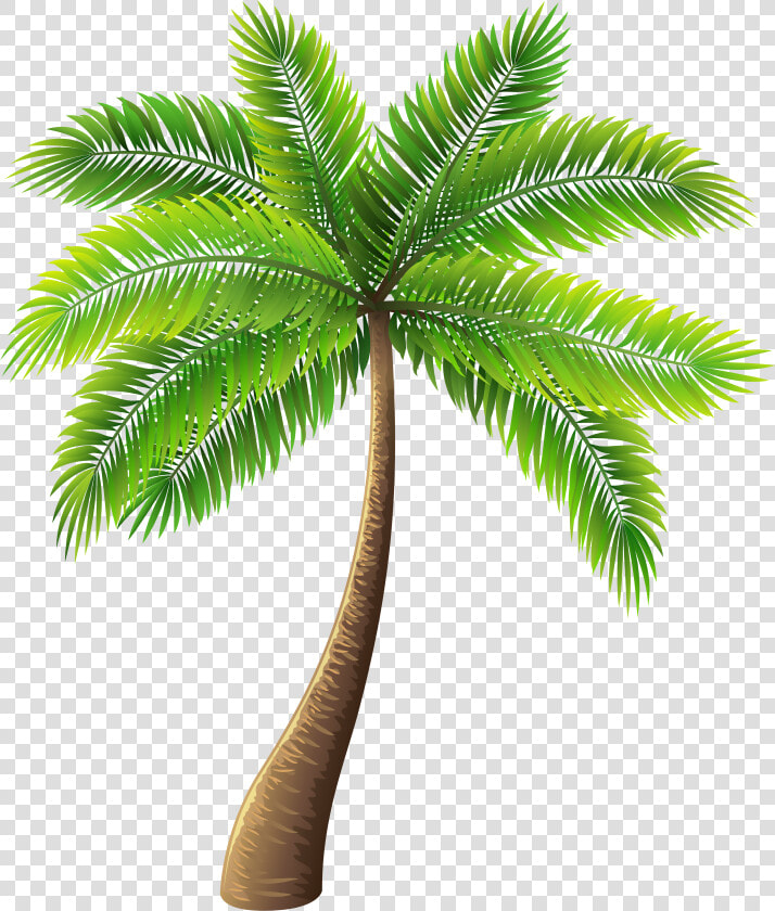 Palm Tree Png Clip Art   Palm Tree Transparent Background  Png DownloadTransparent PNG