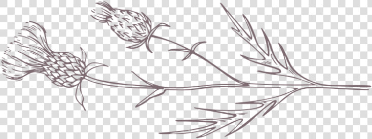 Purple Thistle Horizontal   Sketch  HD Png DownloadTransparent PNG