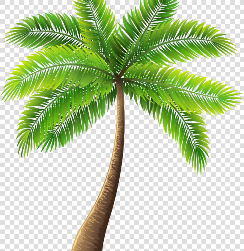 Palm Tree Painting Elegant Palm Tree Art Tropical Palm   Palm Tree Transparent Background  HD Png DownloadTransparent PNG