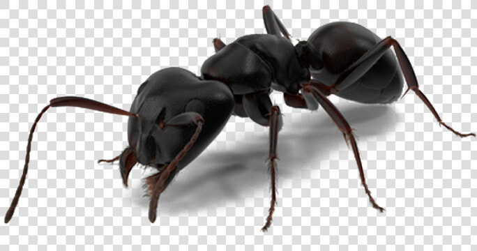 Ant Man Spider Man   Black Ant Png  Transparent PngTransparent PNG