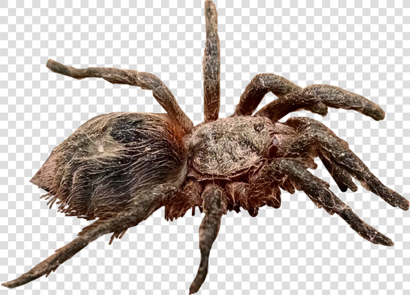  tarantula  spider  araña  arañapollito   Wolf Spider  HD Png DownloadTransparent PNG