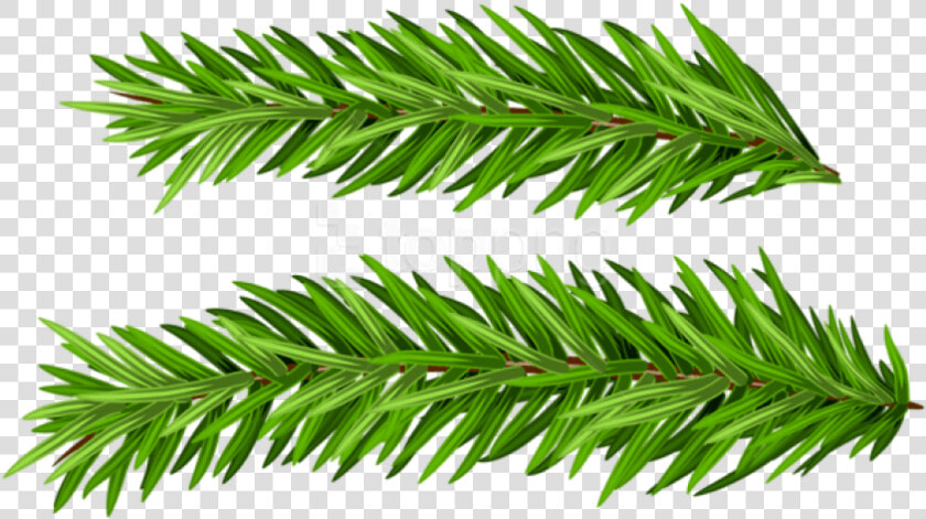 Free Png Pine Branches Set Png Images Transparent   Real Christmas Tree Branches Png  Png DownloadTransparent PNG