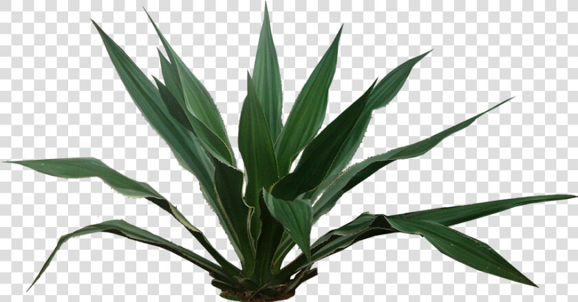 Transparent Yucca Plant Png   Tropical Plants Png  Png DownloadTransparent PNG