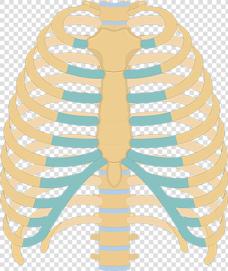 Structure Of The Ribcage And Ribs   Unlabeled Rib Cage Diagram  HD Png DownloadTransparent PNG