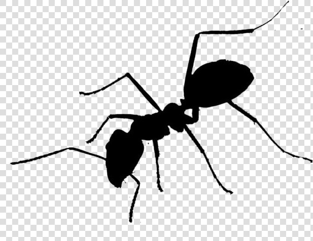 Black Ant Png Cartoon   Tangle web Spider  Transparent PngTransparent PNG