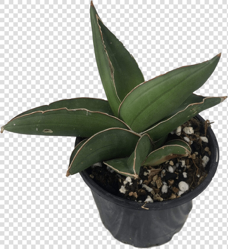 Images   Flowerpot  HD Png DownloadTransparent PNG