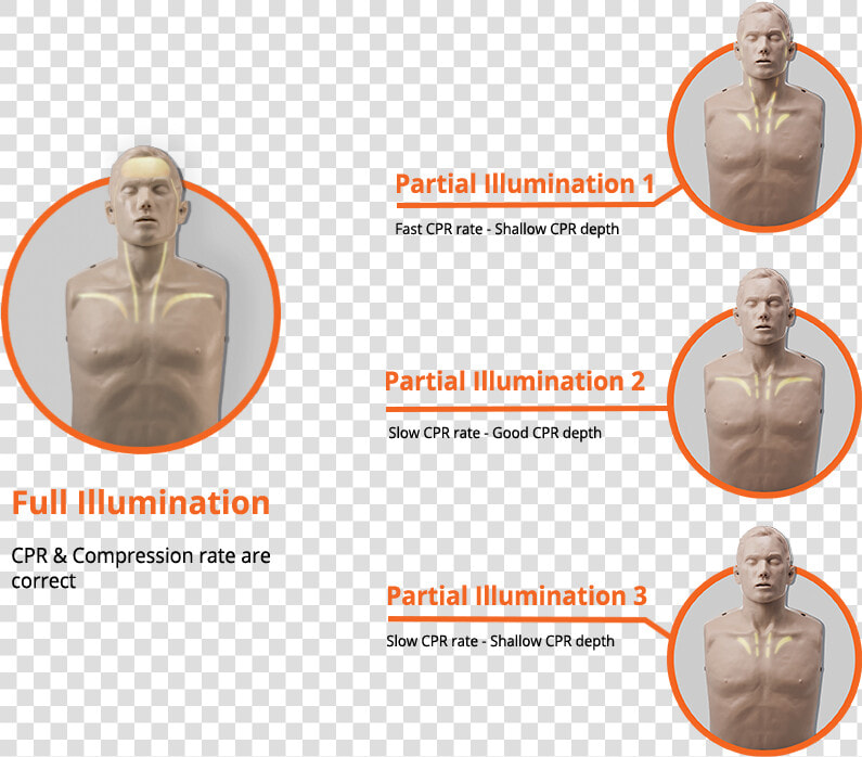 Brayden Cpr Manikin  HD Png DownloadTransparent PNG