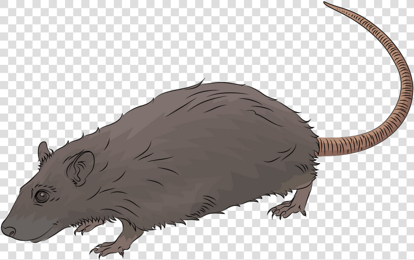 Free Download Creazilla   Rat  HD Png DownloadTransparent PNG