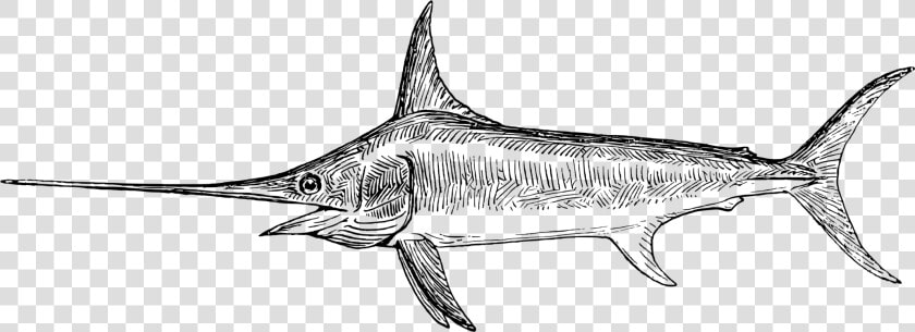 Line Art shark marine Biology   Swordfish Drawing  HD Png DownloadTransparent PNG