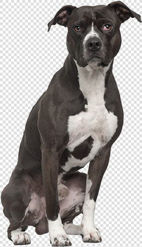 Pit Bull Terrier Png   American Pit Bull Terrier Sitting  Transparent PngTransparent PNG