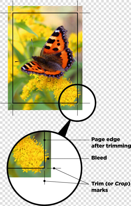 A Image With Crop Marks   Small Tortoiseshell  HD Png DownloadTransparent PNG