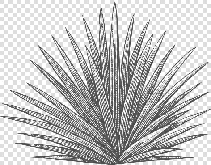 Agave Plant Black And White  HD Png DownloadTransparent PNG